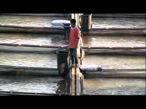 WATCH: Fishing without a net… Fish farms and the 2011 floods