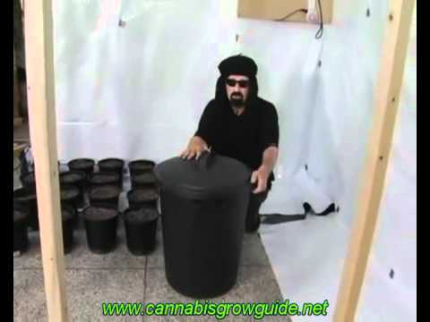 how to grow weed dvd