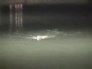 dawsons creek swimming challenge