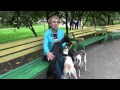 Видео - Нарезка приколов с животными 2012