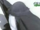 haidar al attar = Bassim al karbalaleaiاحسن كليب للعطار