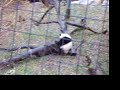Mei Xiang & Tai Shan Playing Outside (01) (National Zoo, DC)