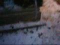Borzs-k-Istv-n-temet