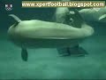 dolphin-bubbles.html