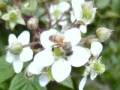 White Flowers of the Americas-Ecuador-Galapagos