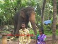 Thechikottukavu Ramachandran in musth