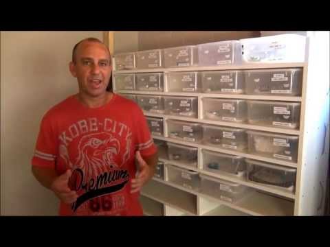 YouTube reptile video