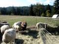 Lambs on the farm
