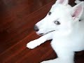 When Hugo meets \"Eight Below\" I