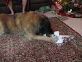 We miss you so much...see you at Rainbow bridge..