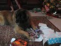 We miss you so much...see you at Rainbow bridge..