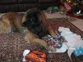 We miss you so much...see you at Rainbow bridge..