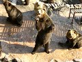 ?????? [Japan] hokkaido - funny bear from bear farm