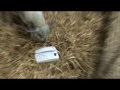 Cow We\ Cow We\