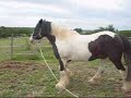 mein Haflinger und mein Tinker mein Haflinger und mein Tinker