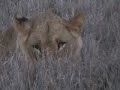 Big Cats: Conservation, Education, Exploitation?- Big Cat TV