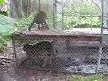 Big Cats: Conservation, Education, Exploitation?- Big Cat TV