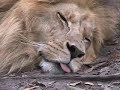 Big Cats: Conservation, Education, Exploitation?- Big Cat TV