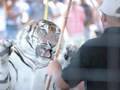 Big Cats: Conservation, Education, Exploitation?- Big Cat TV
