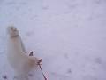 雪の中で遊ぶジャスパー