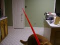 lightsaber dog