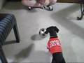 Soccer Playing Weiner Dog