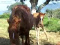 Hapu and horses