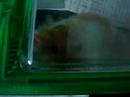 MY GROZILA
