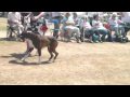 Widsor dog challenge-1/1