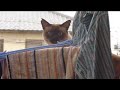 Click here to watch this video Katzen Fail