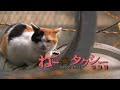 映画版『ねこタクシー』特報3