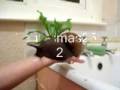 videos de naturaleza extrema Caracol Gigante