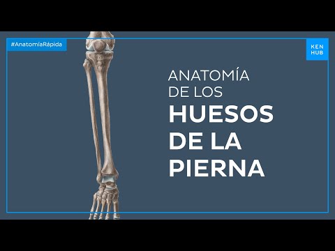 Huesos de la pierna - Anatomía Fácil | Kenhub