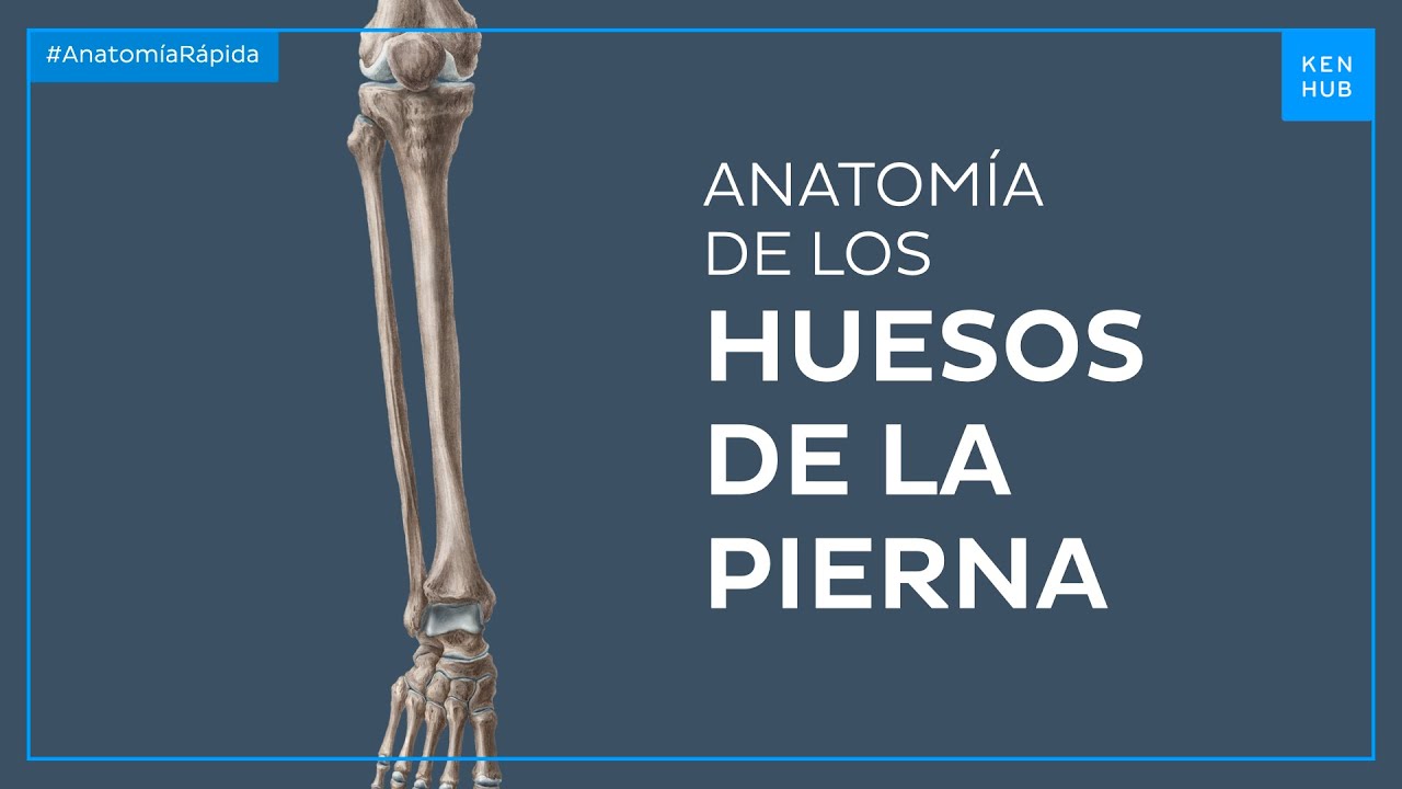 Huesos de la pierna - Anatomía Fácil | Kenhub