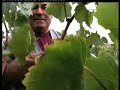 Vino dulce advent