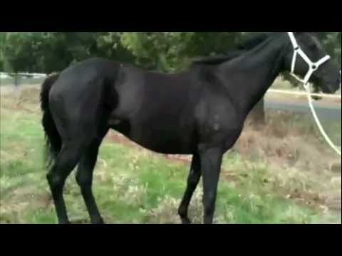 Video of horse affected by Flavivirus