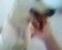 doggy Patchi