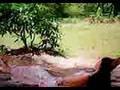 videos de Thiep Hong Anh Viet Ten Em