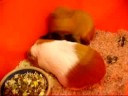 Three little piggies