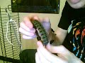 pt. 3: Paracord Bracelets, Cobra Stich
