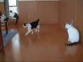 ピンポン猫