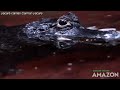 Caiman feeding.mov