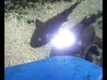 PEIXE NA PISCINA - TUBARÕES, PEIXES E ARRAISA.VÍDEO FEITO POR: CÉLIO MARINHO 