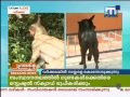 Varkala Dog catching news Mathrubhumi 