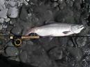 Alaska Salmon Grand Slam