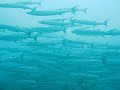 Barracudas!