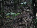 Coatis in Costa Rica Coatis in Costa Rica