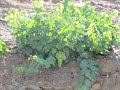 Bodegas Bentomiz en Málaga