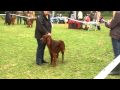2010-05-25 | Irish Red Setter - Rden Jugendklasse (2) - Forsthaus Heiligenberg ~> ()