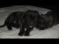 Deutsche Saupacker Welpen 25 days old .......... Deutsche Saupacker Welpen 25 days old ..........